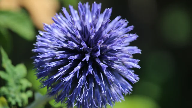 Flower Walk