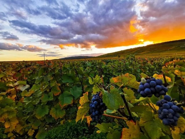 Vignoble de la Côte de Beaune au soleil couchant