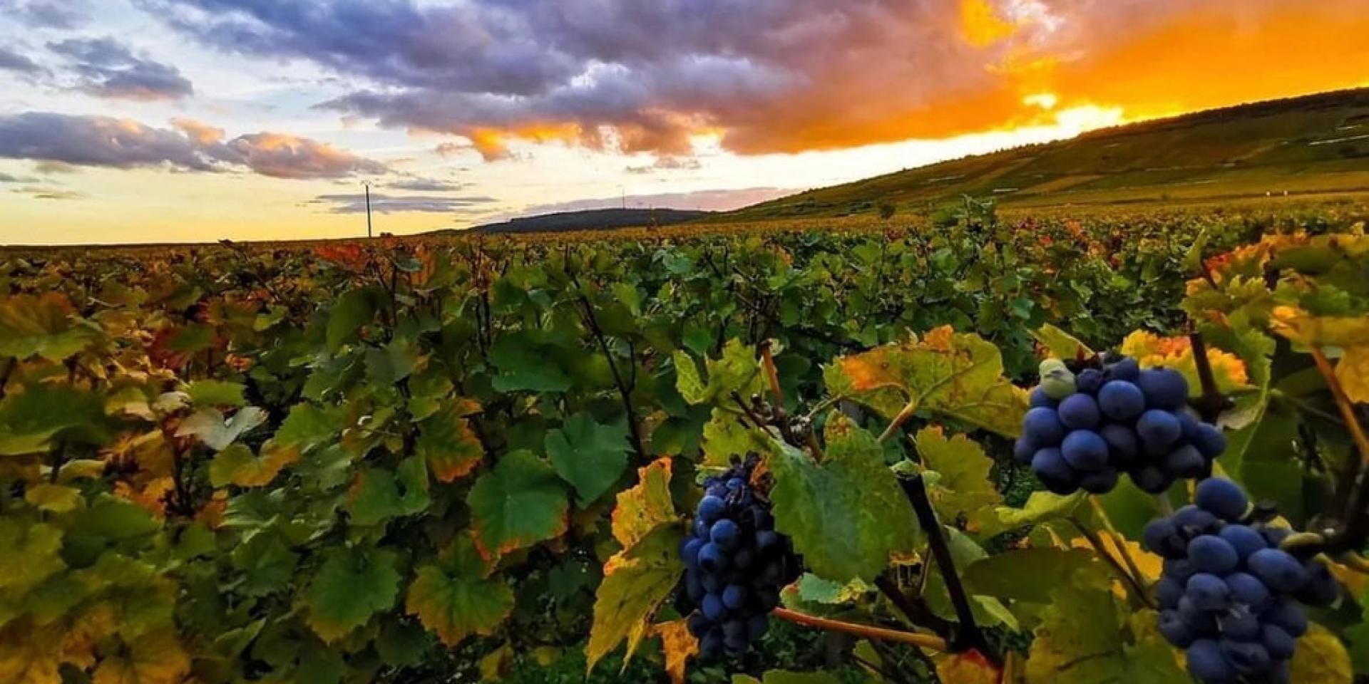 Instagram #bourgogne