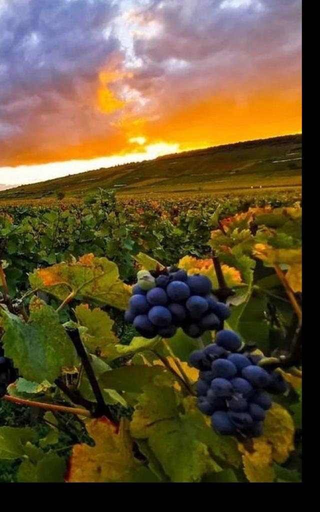 Instagram #burgund