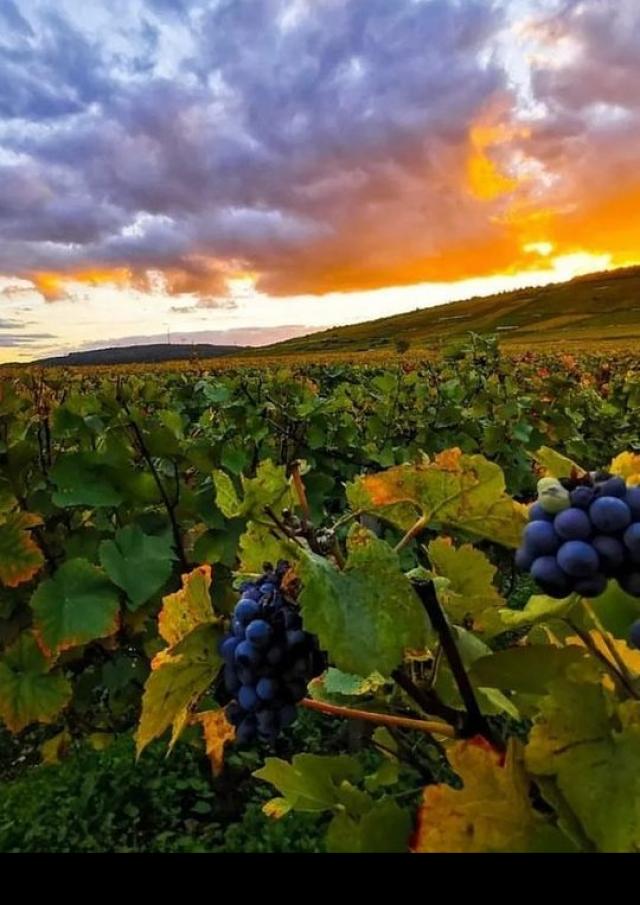 Vignoble de la Côte de Beaune au soleil couchant