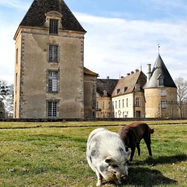Château de Commarin y sus estrellas Oslo y Booba