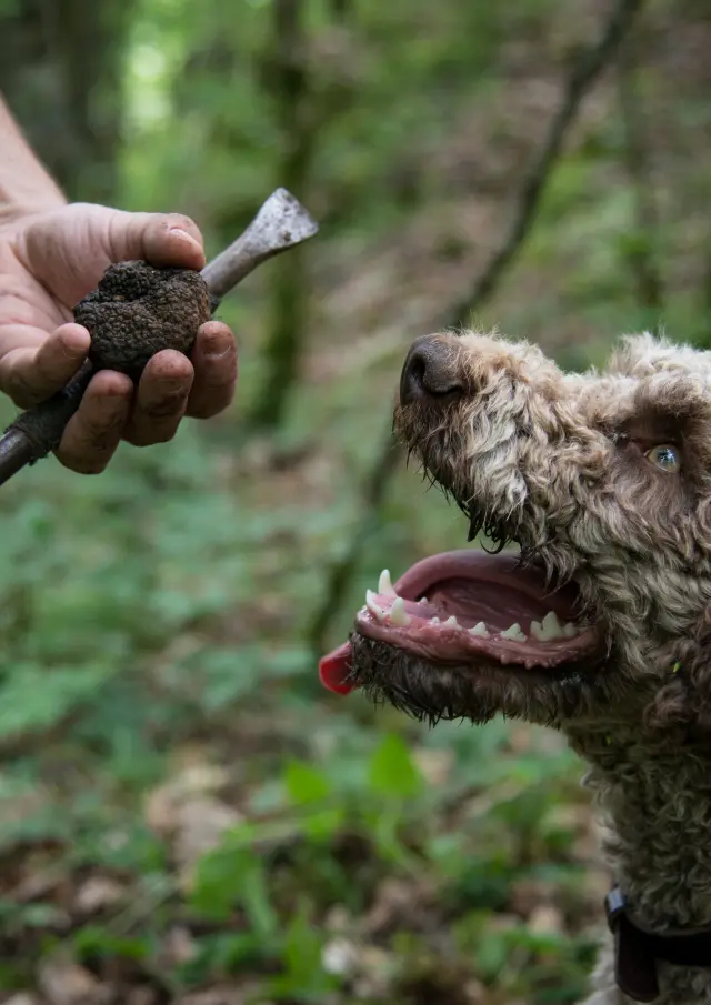 Chien Truffe Maison 1000truffes Or Des Valois