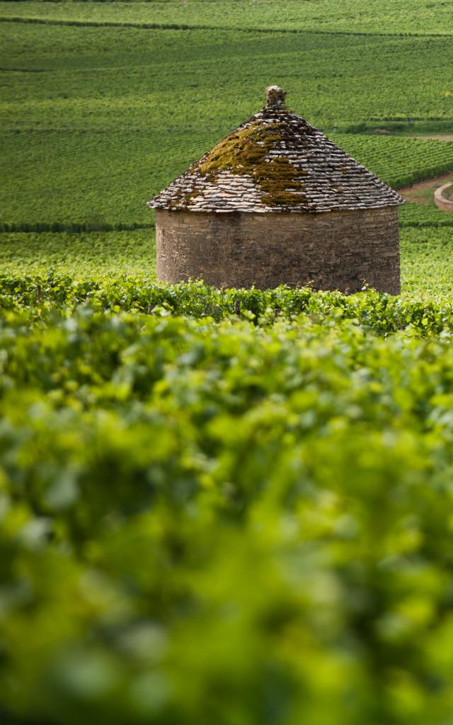 Cabotte Weinberg Burgund