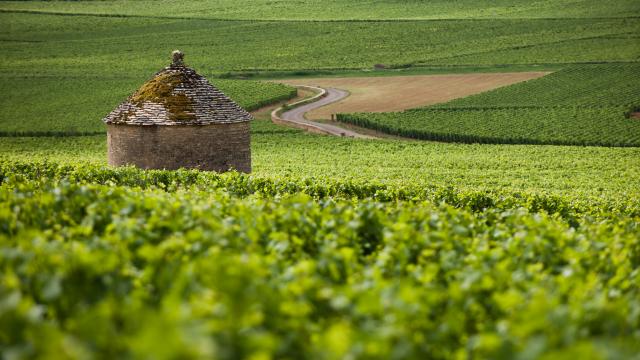Cabotte Vineyard Borgoña