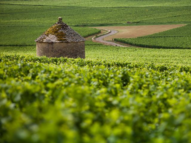 Cabotte dans le Vignoble Bourgogne