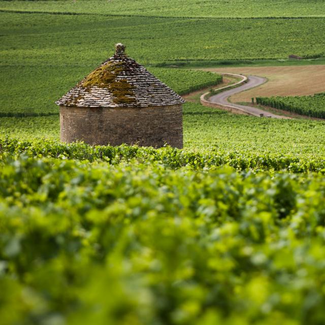 Cabotte dans le Vignoble Bourgogne