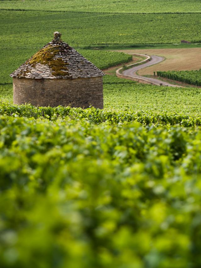 Cabotte Vineyard Borgoña