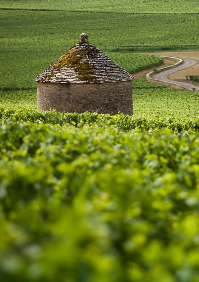 Cabotte Weinberg Burgund