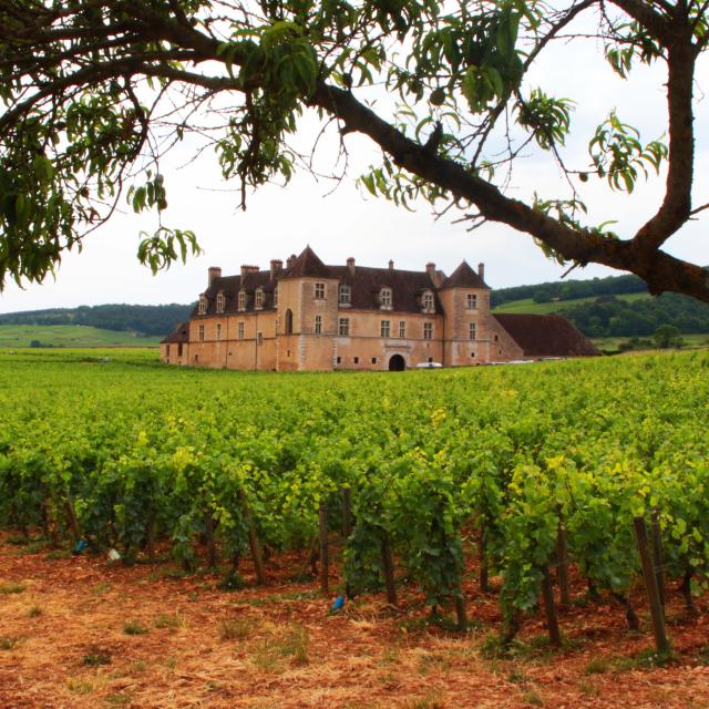 Château du Clos de Vougeot entouré de vignes au printemps