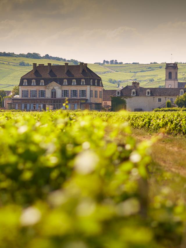 Château de Pommard et le Clos Marey au printemps