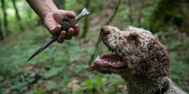 Dog Truffle House 1000truffles Or Des Valois