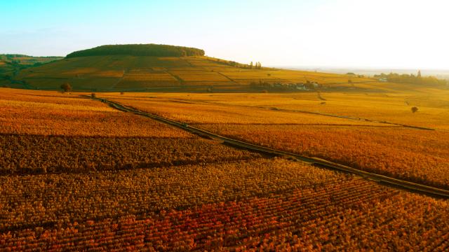 Ladera de Corton al atardecer en otoño