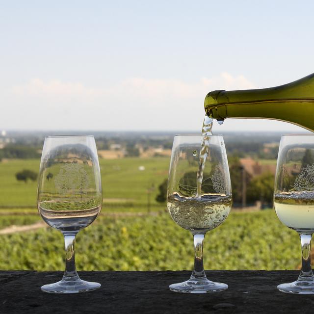 Dégustation d'un vin blanc dans les vignes qui lui ont donné naissance