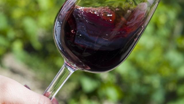 Degustación de vinos Pinot Noir Beaune