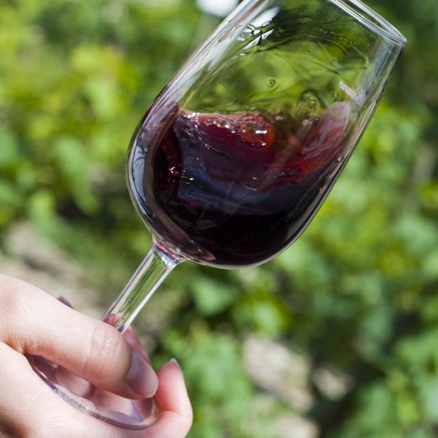 Wine tasting Pinot Noir Beaune