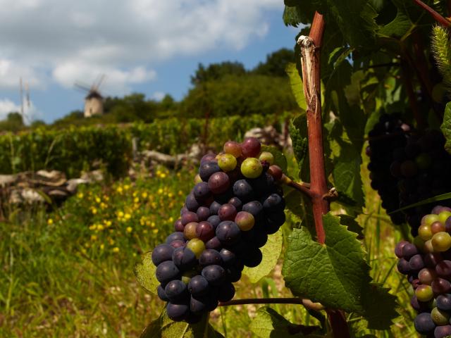 Santenay cluster