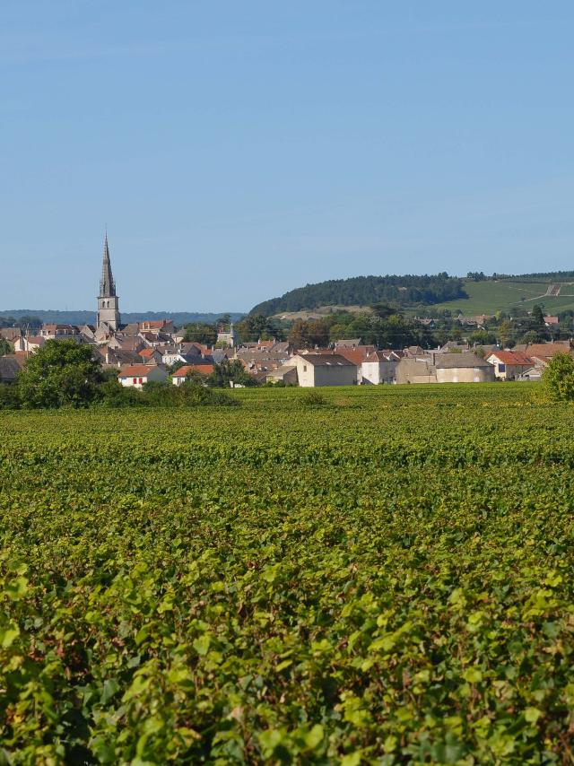 Meursault Vignobles 3