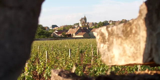 Viñedos de Meursault