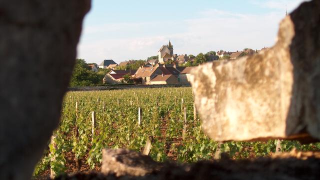 Wijngaarden van Meursault