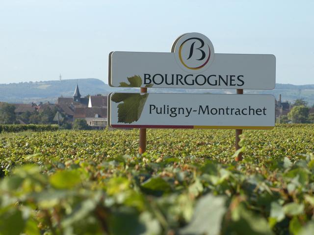Dans les vignes panneau de l'appellation Puligny Montrachet