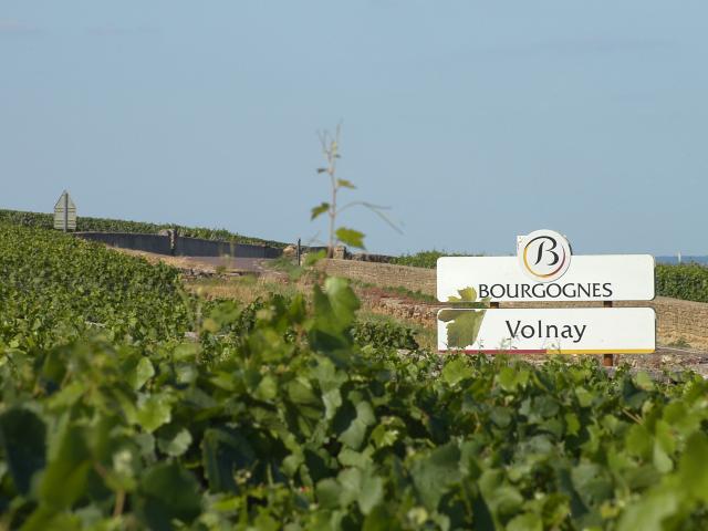 Volnay-Panel