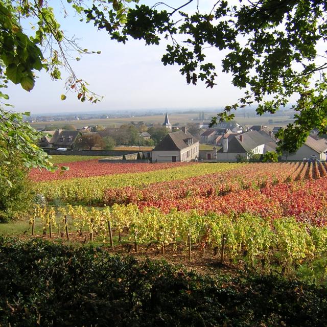 Puligny Montrachet Otoño