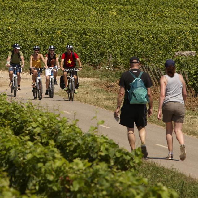 Circuito de passeios a pé e ciclismo Voie Des Vignes Burgundy