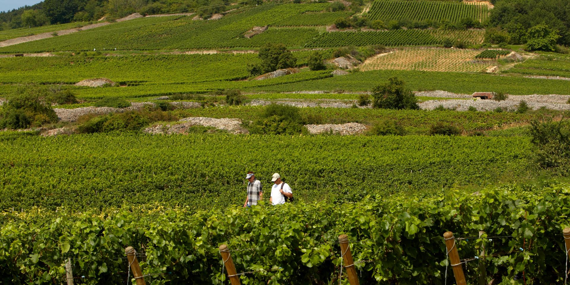 Senderismo por los viñedos de la Cote de Beaune