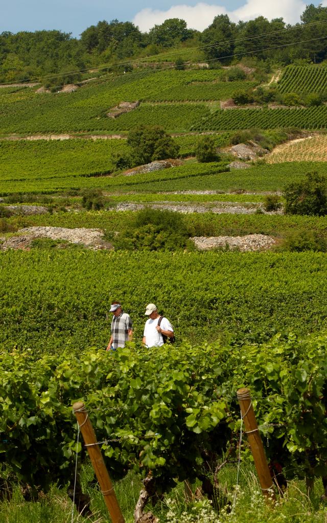 Hiking Vineyards Cote De Beaune