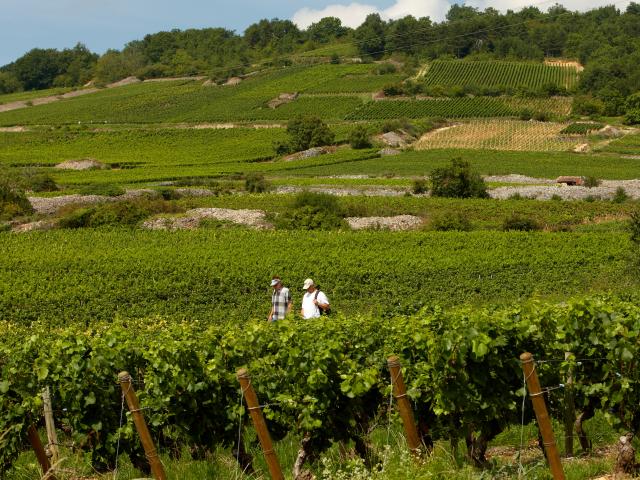 Wandern Weinberge Cote De Beaune