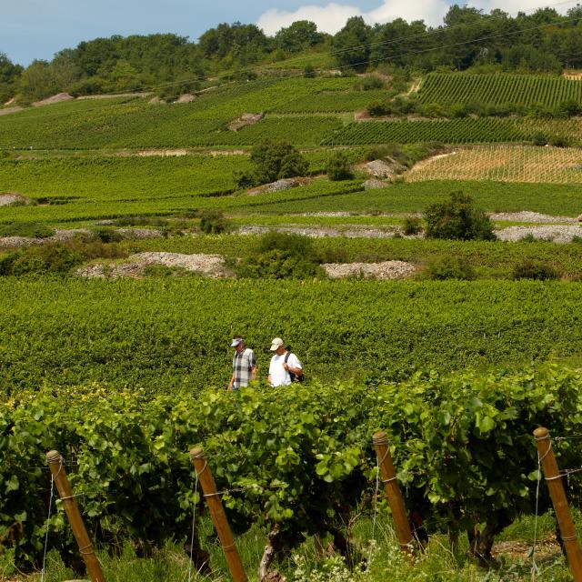Randonnee Vignobles Cote De Beaune