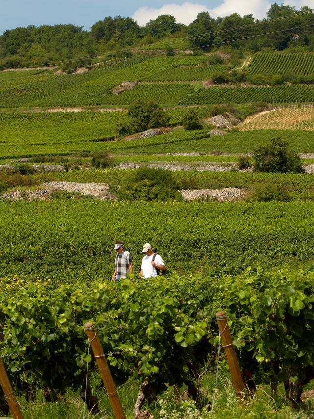 Wandern Weinberge Cote De Beaune