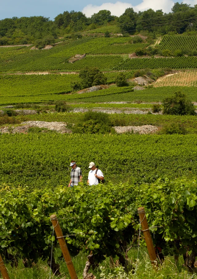 Caminhadas nas vinhas do Cote de Beaune