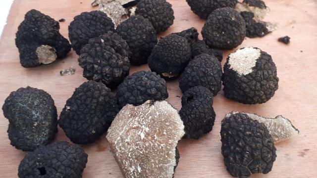 Trufas de Bourgogne inteiras e cortadas ao meio
