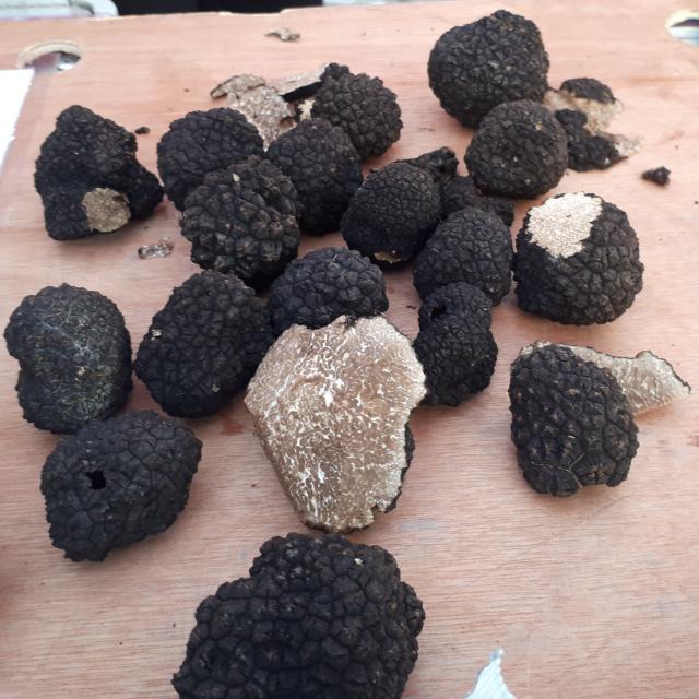Truffes de Bourgogne Entières et coupées en deux