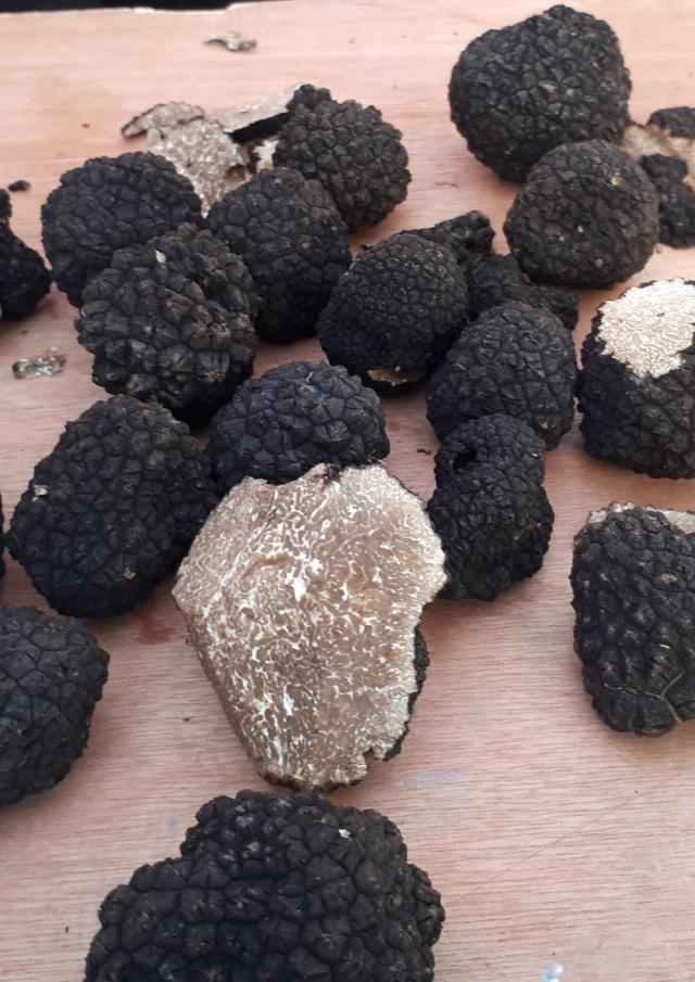 Truffles de Bourgogne Whole and halved