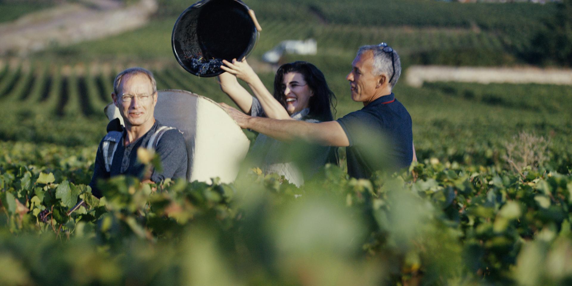 Cosecha de otoño de los Amigos de los Viñedos de Borgoña