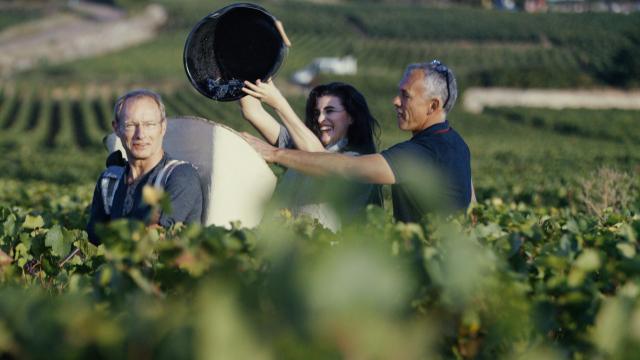 Cosecha de otoño de los Amigos de los Viñedos de Borgoña