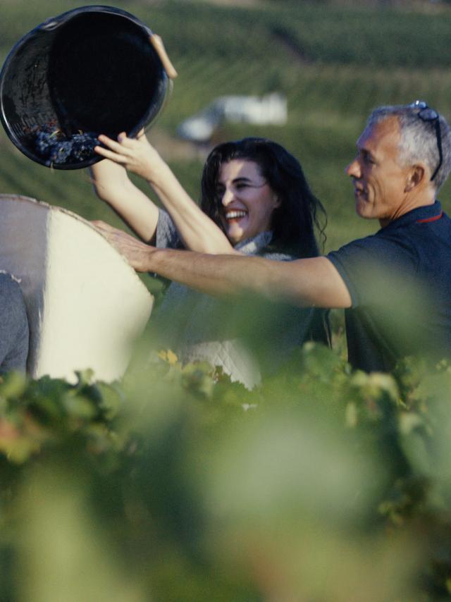 Vendanges entre amis Côte de Beaune Bourgogne raisin dans hotte à vendangeur