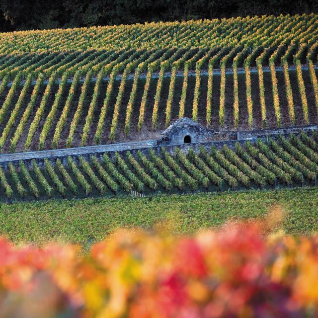 Wijngaard op de Corton-heuvel in de Côte de Beaune in de herfst