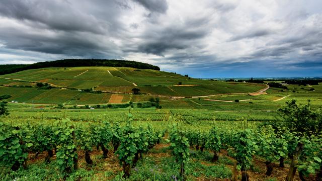 Vignes de la colline de Corton au printemps