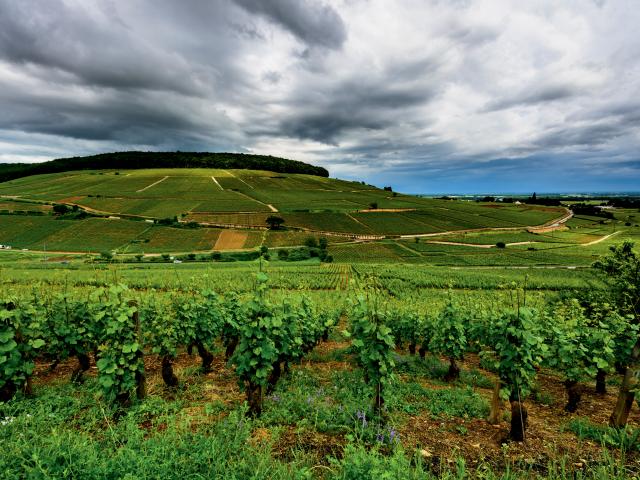 Vignes Colline Corton (2)