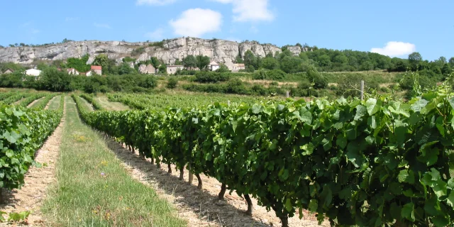Weinberge Klippen