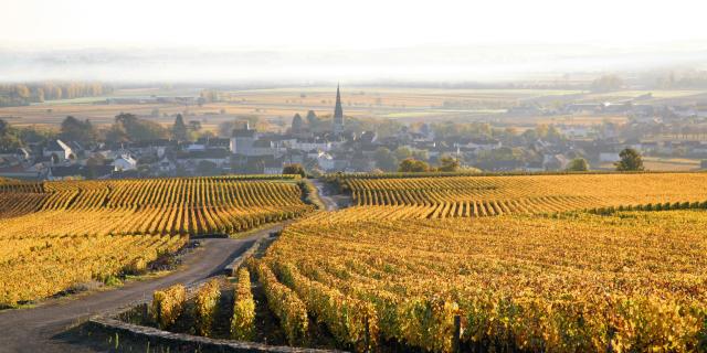 Vides de Meursault Automne