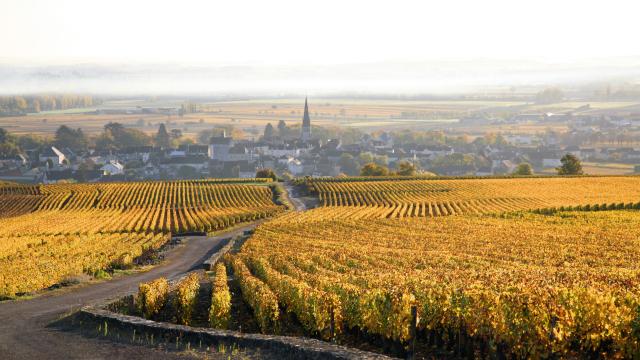 Weinberge Meursault Herbst
