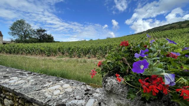 Santenay vineyards
