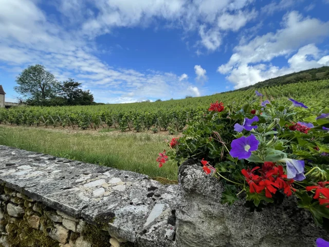 Santenay vineyards
