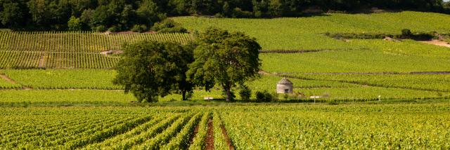 Vignes et cabotte à Savigny
