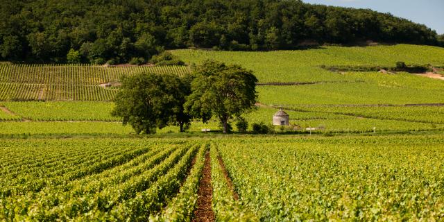 Vignes et cabotte à Savigny